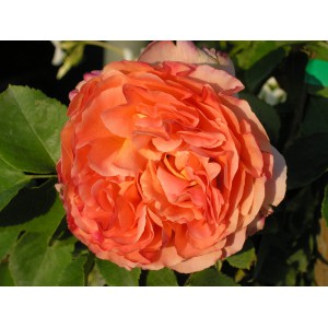 Роза чайно-гибридная Генри Дельбар