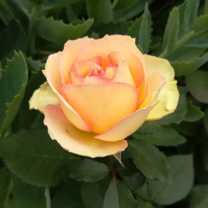 Роза чайно-гибридная Джалита