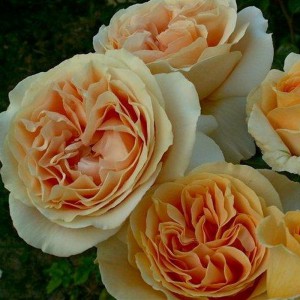 Роза чайно-гибридная Кендлайт
