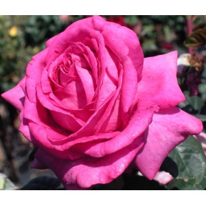 Роза чайно-гибридная Шартрез Де Парм