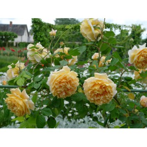 Роза чайно-гибридная Шато де Шеверни